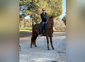 Rocky Mountain Horse, Merrie, 3 Jaar, 142 cm, Bruin