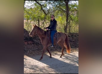 Rocky Mountain Horse, Merrie, 3 Jaar, 142 cm, Bruin