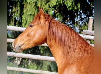 Rocky Mountain Horse, Merrie, 4 Jaar, 148 cm, Vos