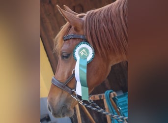Rocky Mountain Horse, Merrie, 4 Jaar, 148 cm, Vos