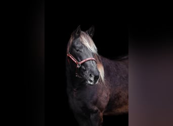 Rocky Mountain Horse, Merrie, 4 Jaar