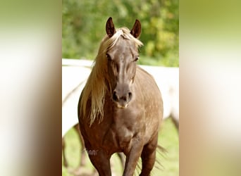 Rocky Mountain Horse, Merrie, 4 Jaar