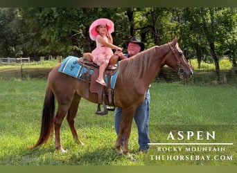 Rocky Mountain Horse, Merrie, 5 Jaar, 145 cm, Donkere-vos