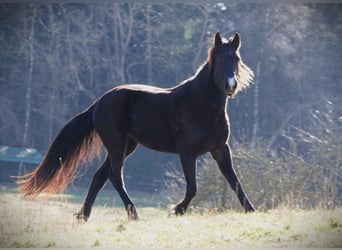 Rocky Mountain Horse, Merrie, 5 Jaar, 146 cm, Zwart