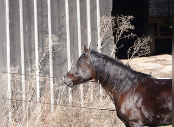 Rocky Mountain Horse, Merrie, 5 Jaar, 146 cm, Zwart