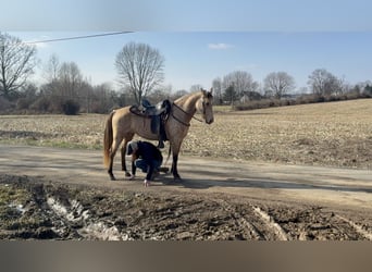 Rocky Mountain Horse, Merrie, 5 Jaar, 147 cm, Buckskin