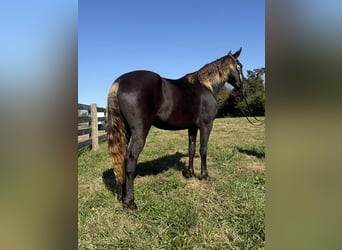 Rocky Mountain Horse, Merrie, 5 Jaar, 152 cm, Bruin