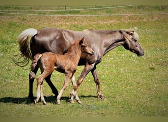 Rocky Mountain Horse, Merrie, 6 Jaar, 150 cm, Bruin
