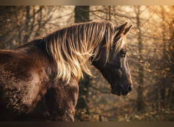 Rocky Mountain Horse, Merrie, 6 Jaar, 150 cm, Bruin
