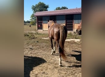 Rocky Mountain Horse, Merrie, 7 Jaar, 152 cm, Roodvos