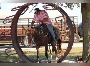 Rocky Mountain Horse, Merrie, 7 Jaar, 152 cm, Roodvos