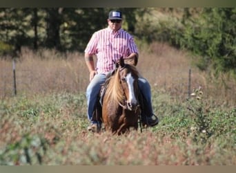 Rocky Mountain Horse, Merrie, 7 Jaar, 152 cm, Roodvos