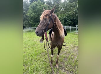 Rocky Mountain Horse, Merrie, 7 Jaar, 157 cm, Gevlekt-paard
