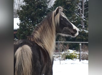 Rocky Mountain Horse, Merrie, 9 Jaar, 148 cm