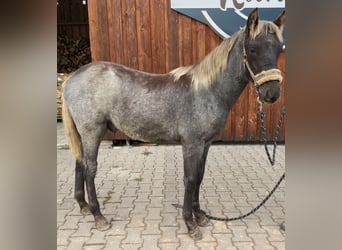 Rocky Mountain Horse, Ogier, 1 Rok, 154 cm, Gniadodereszowata