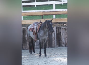 Rocky Mountain Horse, Ogier, 1 Rok, 154 cm, Gniadodereszowata