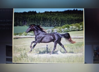 Rocky Mountain Horse, Ogier, 1 Rok, 154 cm, Gniadodereszowata
