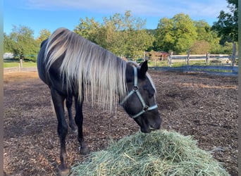 Rocky Mountain Horse, Ogier, 2 lat, 148 cm, Gniada