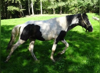 Rocky Mountain Horse Mix, Ogier, 2 lat, 148 cm, Srokata