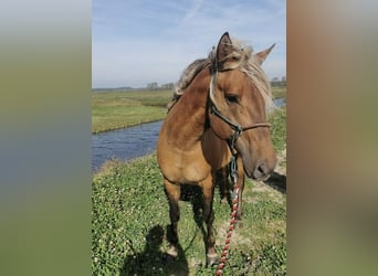 Rocky Mountain Horse, Ogier, 6 lat, 156 cm