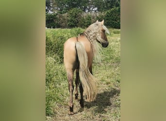 Rocky Mountain Horse, Ogier, 6 lat, 156 cm