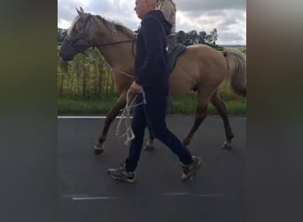 Rocky Mountain Horse, Ogier, 6 lat, 156 cm