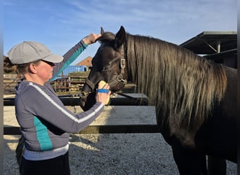 Rocky Mountain Horse, Ogier, 6 lat, 152 cm, Kara