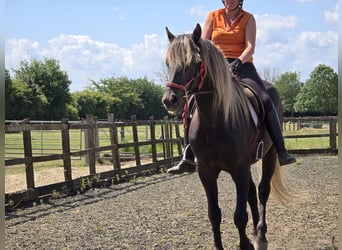 Rocky Mountain Horse, Ogier, 6 lat, 152 cm, Kara