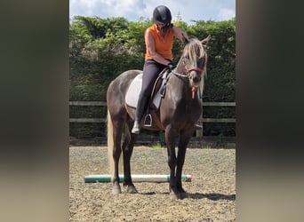 Rocky Mountain Horse, Ogier, 6 lat, 152 cm, Kara