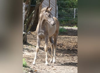 Rocky Mountain Horse, Ogier, Źrebak (06/2026), 149 cm, Kara
