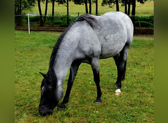 Rocky Mountain Horse, Ogier, Źrebak (04/2025), 154 cm, Gniadodereszowata