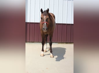 Rocky Mountain Horse, Ruin, 11 Jaar, 142 cm, Zwart