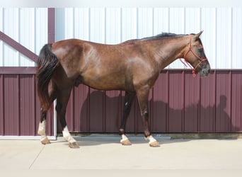 Rocky Mountain Horse, Ruin, 11 Jaar, 142 cm, Zwart
