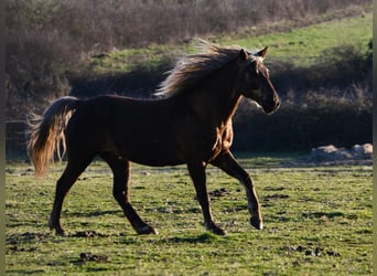 Rocky Mountain Horse, Ruin, 11 Jaar, 154 cm, Bruin