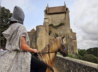 Rocky Mountain Horse, Ruin, 11 Jaar, 154 cm, Bruin