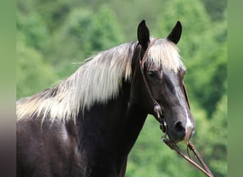 Rocky Mountain Horse, Ruin, 14 Jaar, 155 cm, Bruin