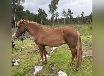 Rocky Mountain Horse, Ruin, 3 Jaar, 146 cm, Donkere-vos