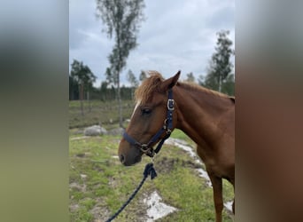 Rocky Mountain Horse, Ruin, 3 Jaar, 146 cm, Donkere-vos