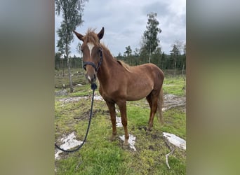 Rocky Mountain Horse, Ruin, 3 Jaar, 146 cm, Donkere-vos