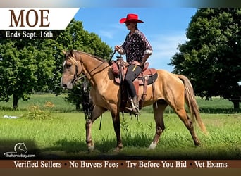 Rocky Mountain Horse, Ruin, 3 Jaar, 152 cm, Falbe