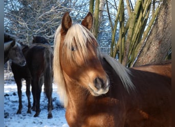 Rocky Mountain Horse, Ruin, 4 Jaar, 150 cm, Roodbruin