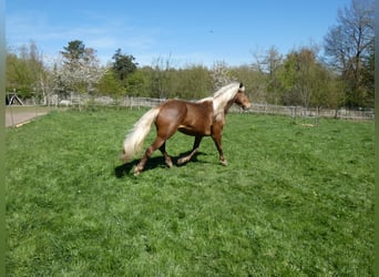 Rocky Mountain Horse, Ruin, 4 Jaar, 150 cm, Roodbruin