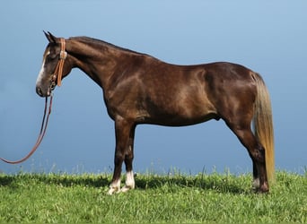 Rocky Mountain Horse, Ruin, 6 Jaar, 142 cm, Lichtbruin