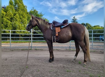 Rocky Mountain Horse, Ruin, 7 Jaar, 158 cm