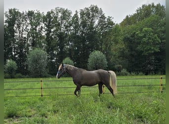 Rocky Mountain Horse, Ruin, 7 Jaar, 158 cm