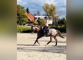 Rocky Mountain Horse Mix, Ruin, 7 Jaar, 159 cm, Roan-Red