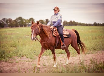 Rocky Mountain Horse, Ruin, 8 Jaar, 150 cm, Vos