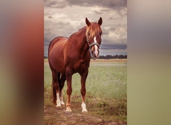 Rocky Mountain Horse, Ruin, 8 Jaar, 150 cm, Vos