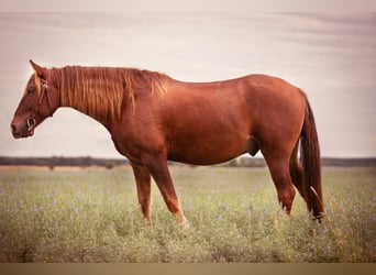 Rocky Mountain Horse, Ruin, 8 Jaar, 150 cm, Vos