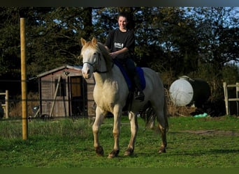 Rocky Mountain Horse, Ruin, 9 Jaar, 147 cm, Cremello